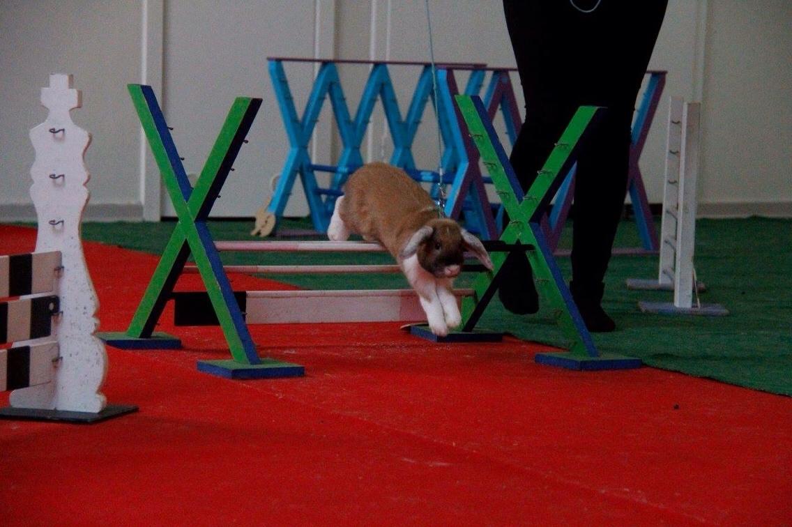 Kanin Olau billede 23