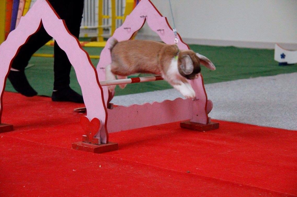 Kanin Olau billede 24