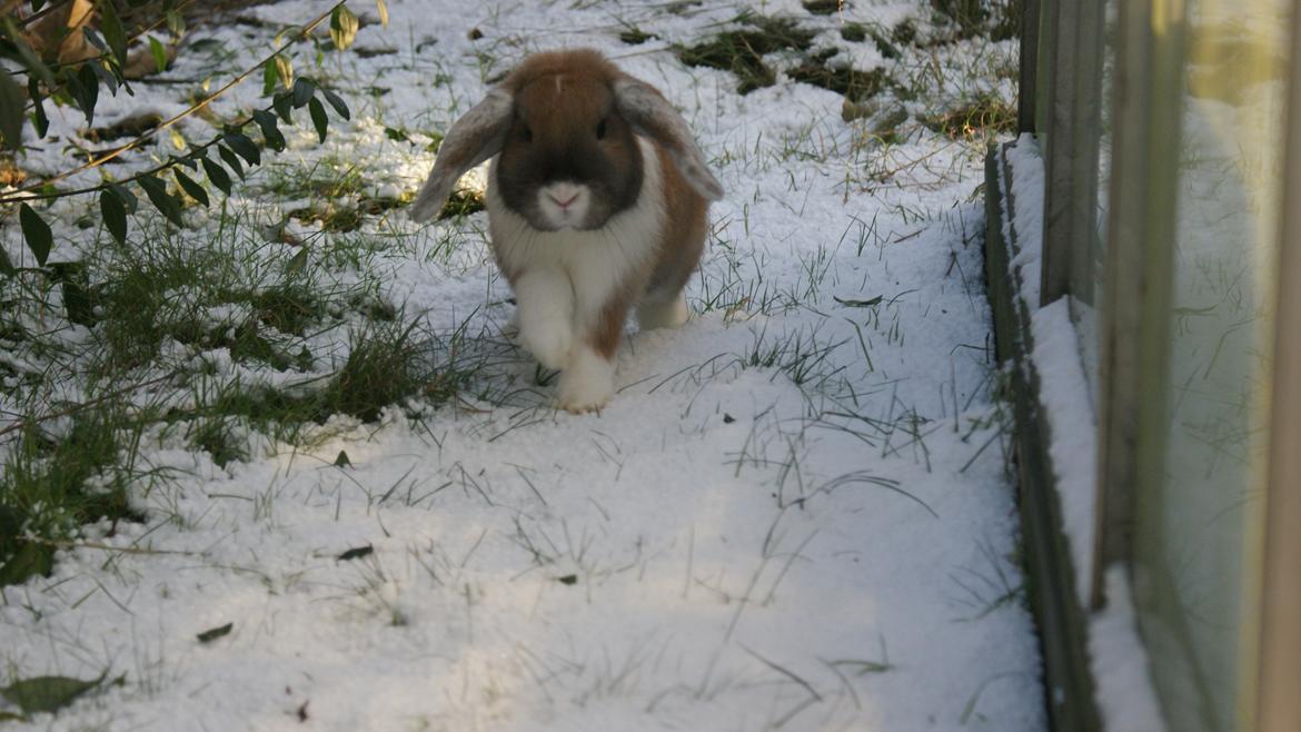 Kanin Olau billede 2