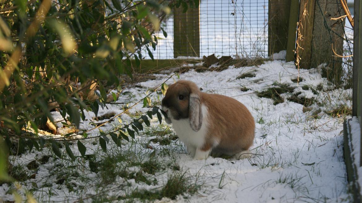 Kanin Olau billede 25