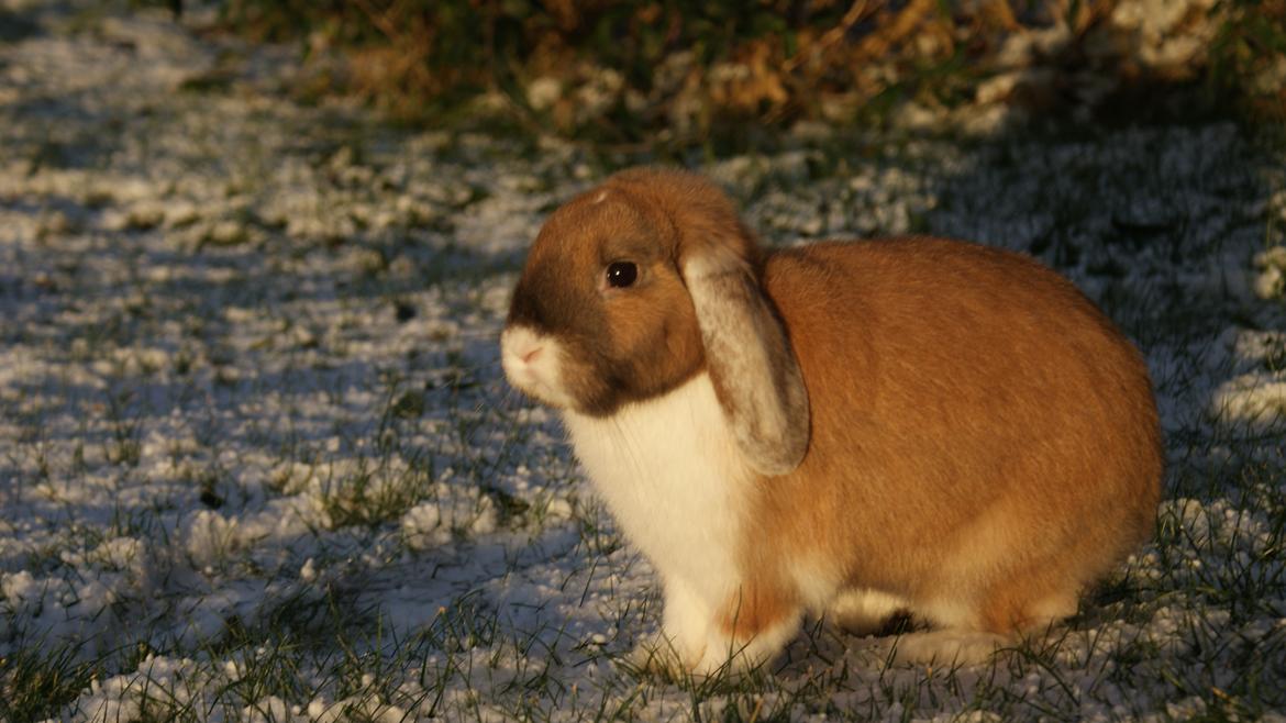 Kanin Olau billede 16