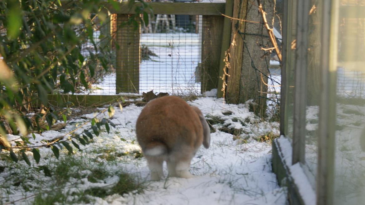 Kanin Olau billede 27