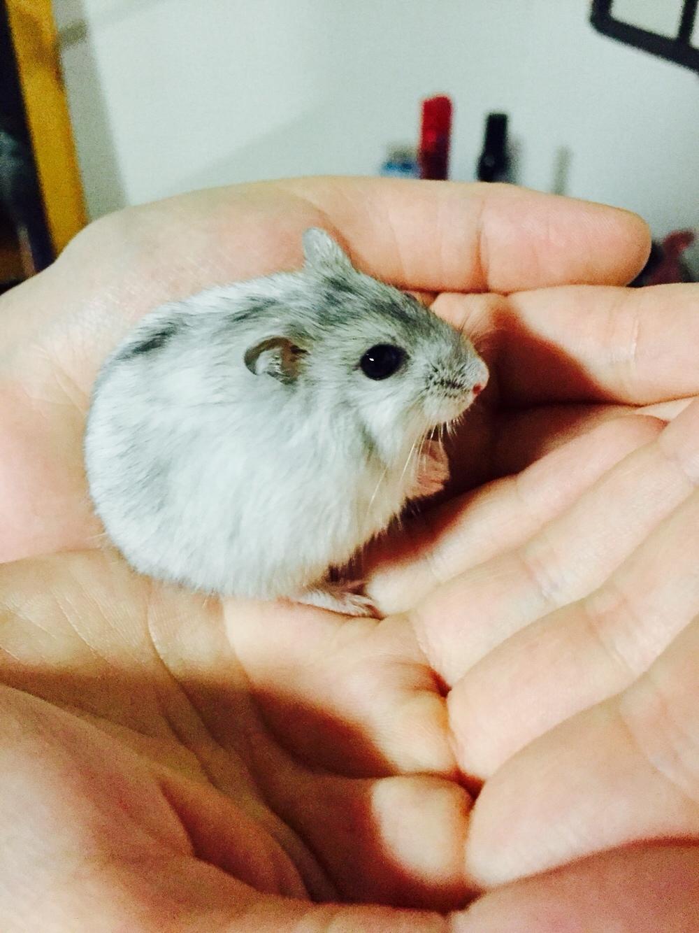 Dværghamster Budde RIP billede 10