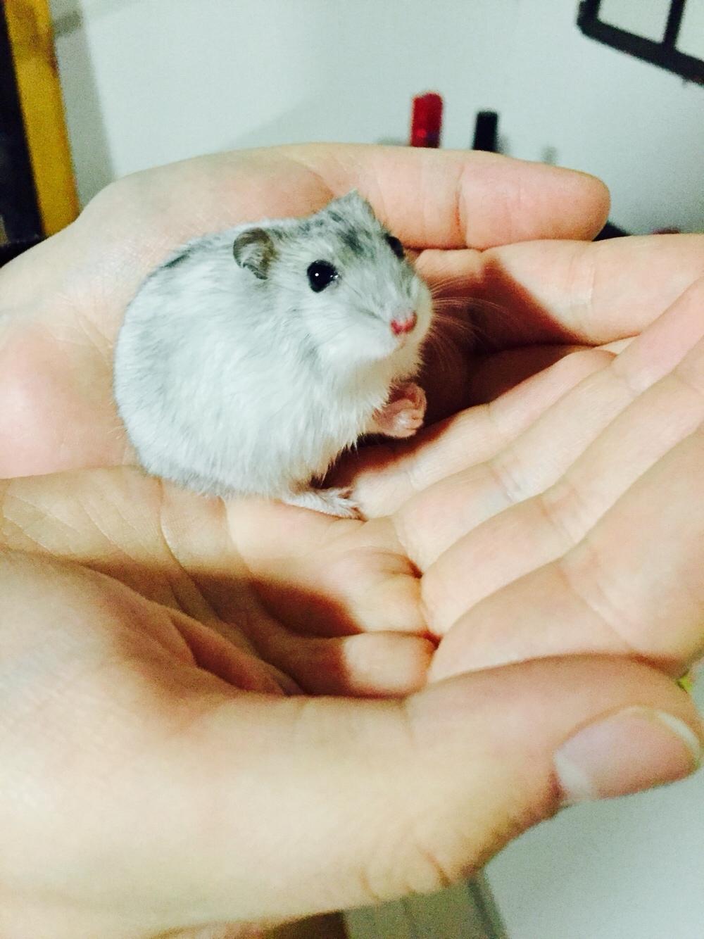Dværghamster Budde RIP billede 3