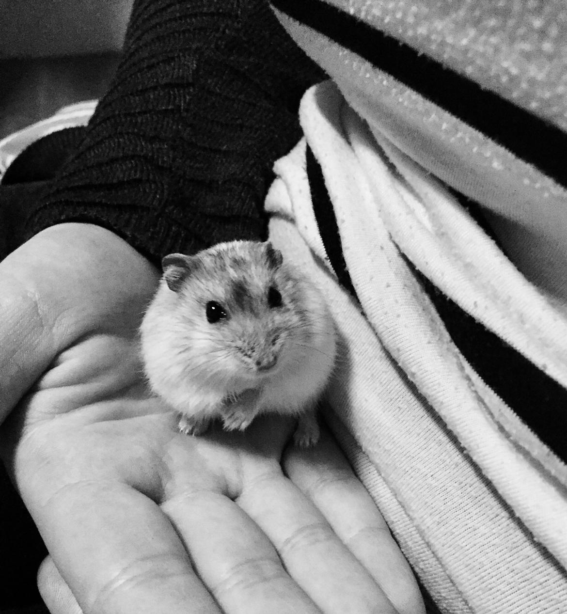 Dværghamster Budde RIP billede 4