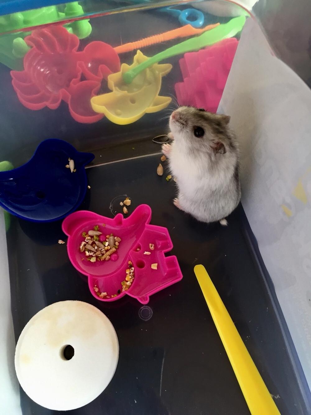 Dværghamster Budde RIP billede 5