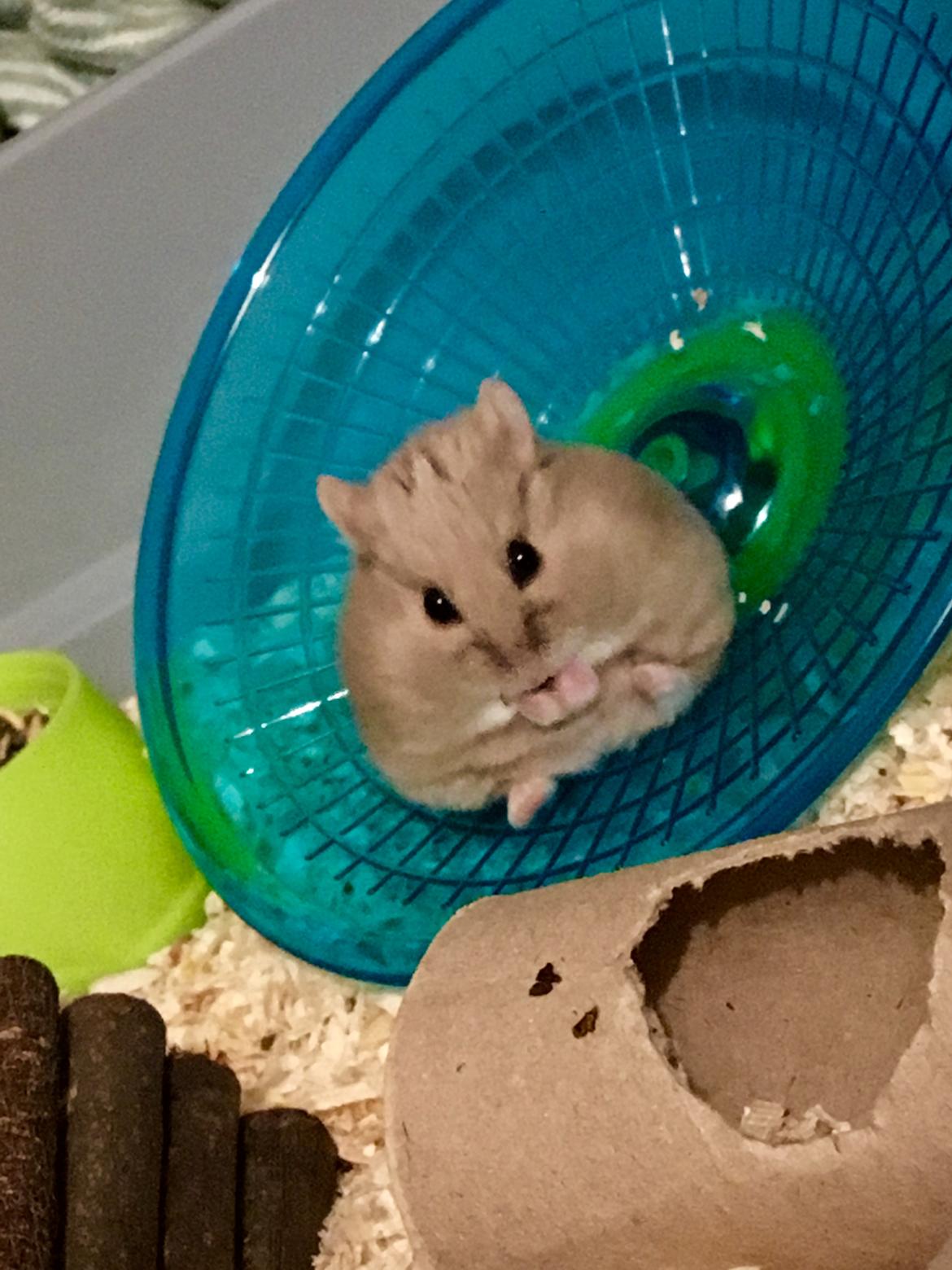 Dværghamster Ellie - Tykke lille nuller. billede 2