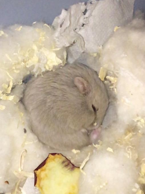 Dværghamster Ellie - Puttetrold billede 3