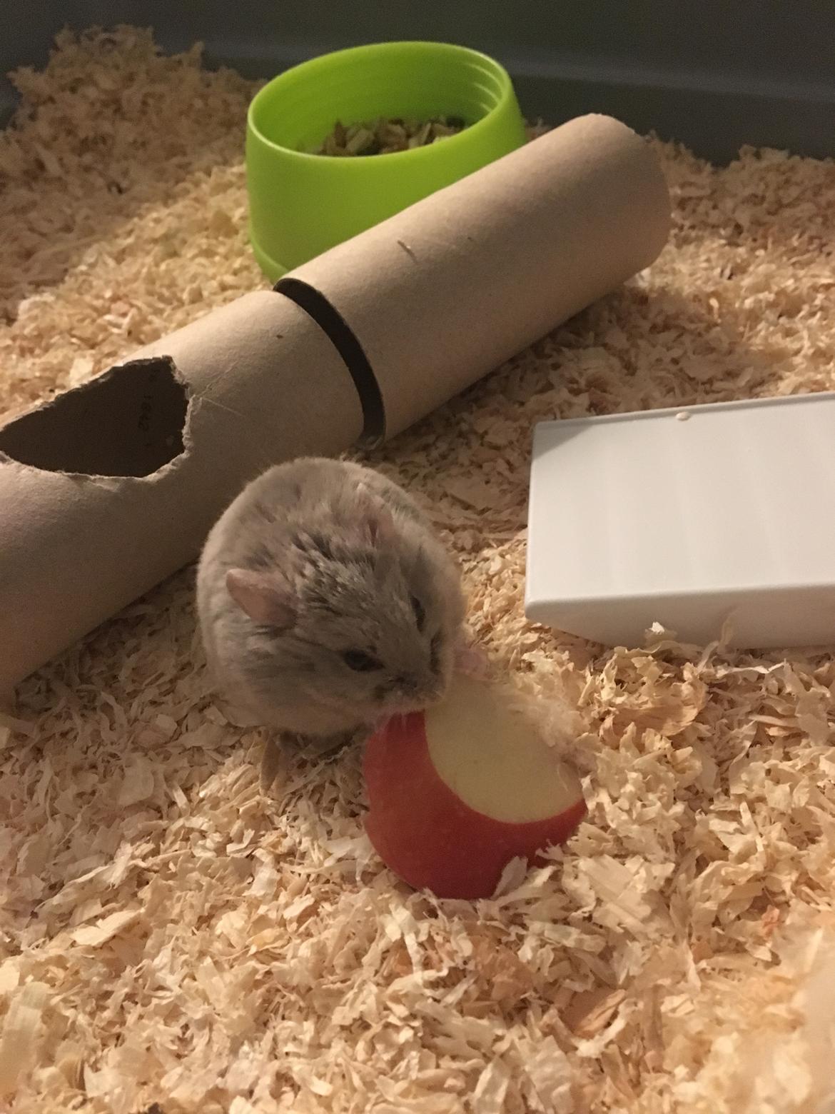 Dværghamster Ellie billede 4