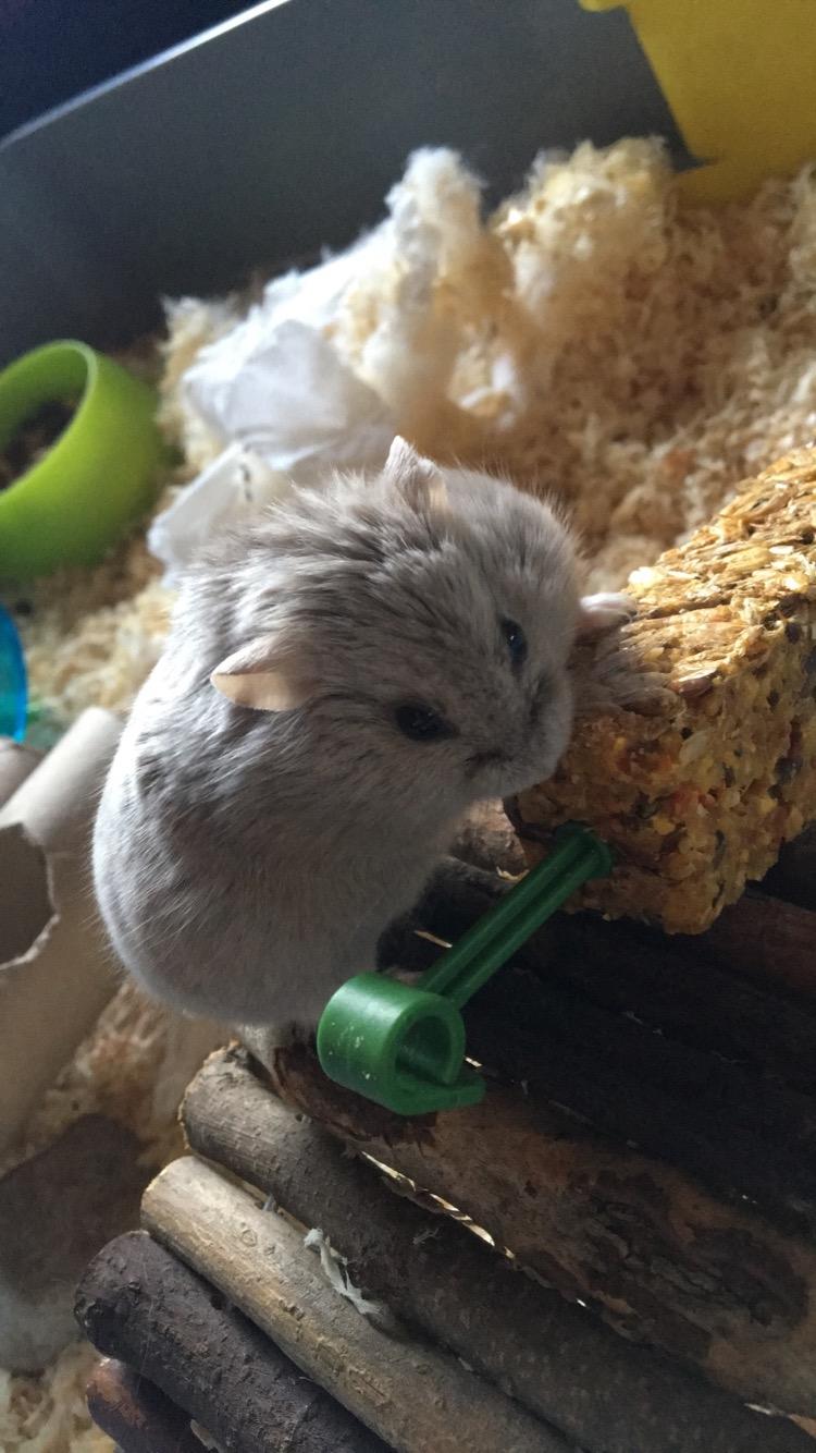 Dværghamster Ellie - Ellie er vild med sin julegave, en snackstang med rejer og fisk. billede 5