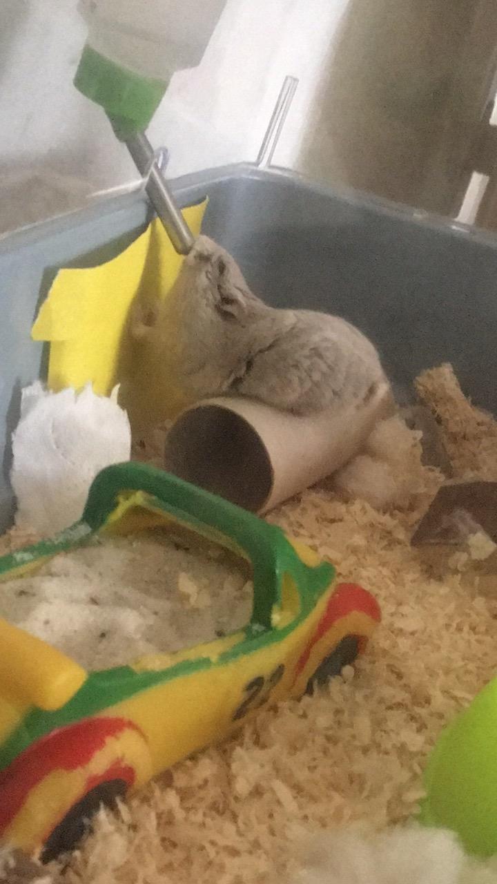 Dværghamster Ellie - Når man er tørstig, må man være lidt arkrobatisk. billede 6