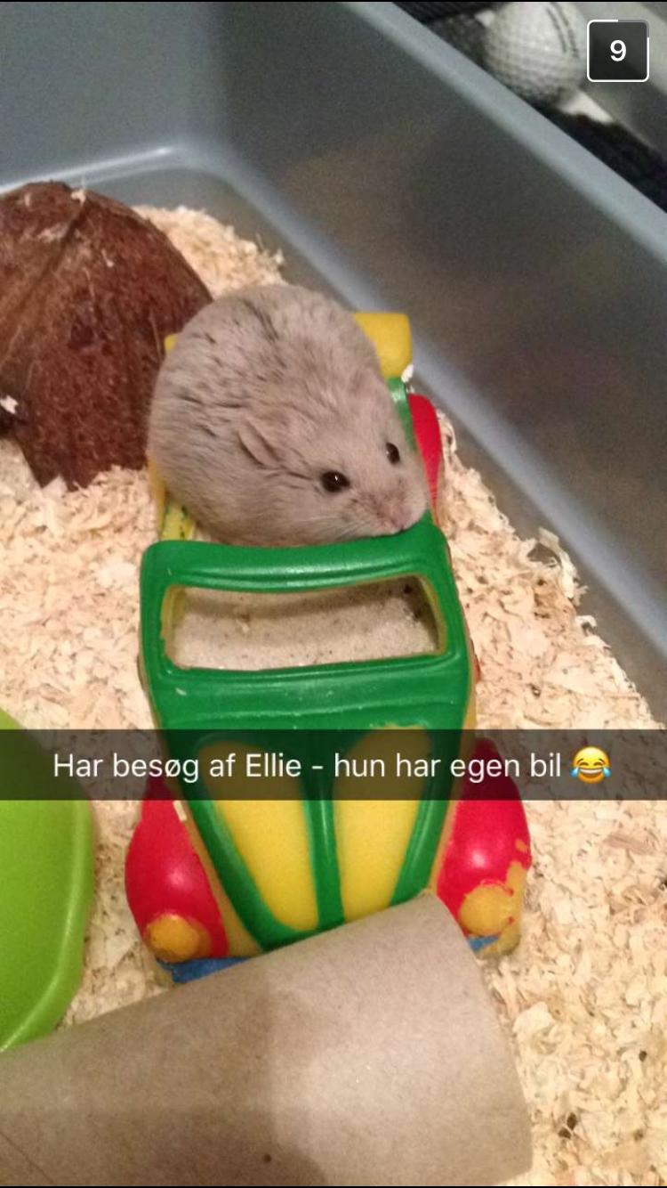 Dværghamster Ellie billede 7