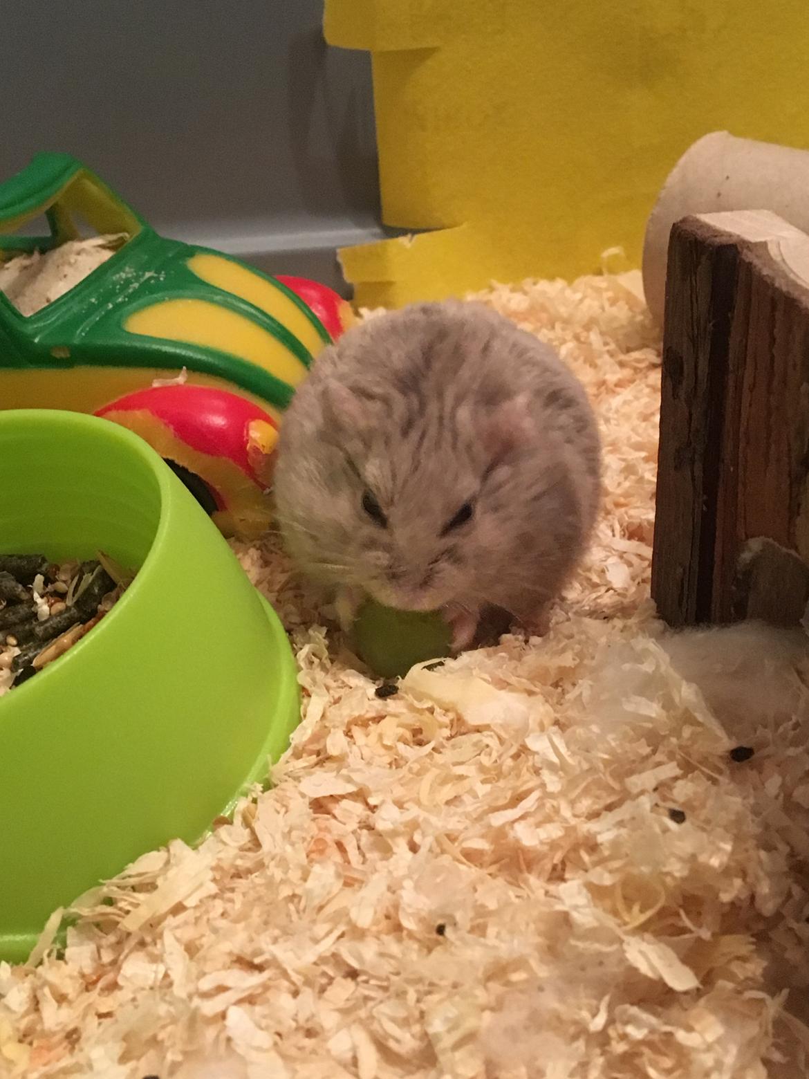 Dværghamster Ellie - Vindruer er lige sagen.  billede 8