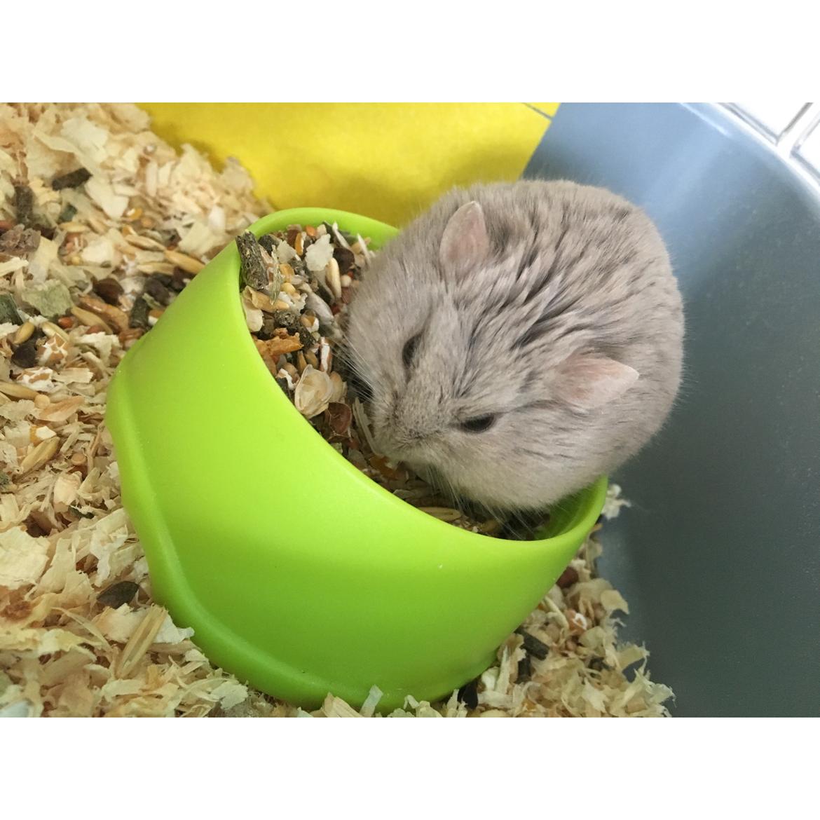 Dværghamster Ellie billede 9