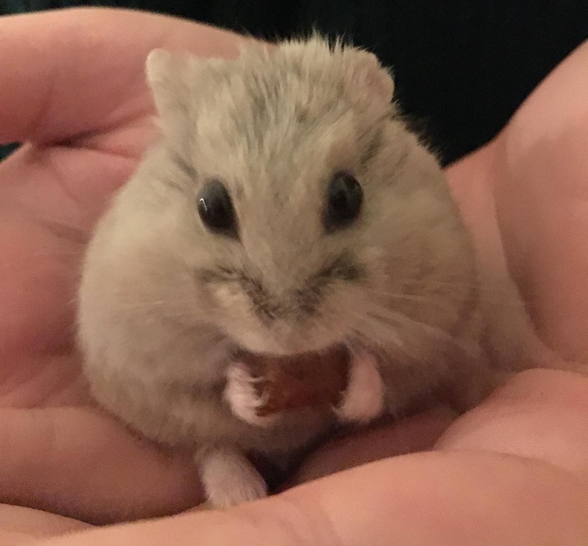 Dværghamster Ellie - Ellie spiser sin yndlingssnack, en kattepille. billede 1