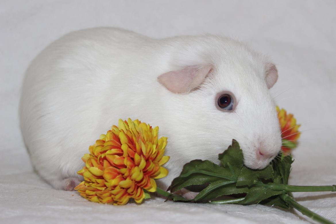 Marsvin Ina - Smukke<3 billede 1