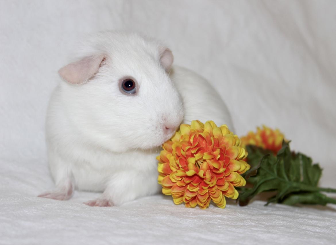 Marsvin Ina billede 2