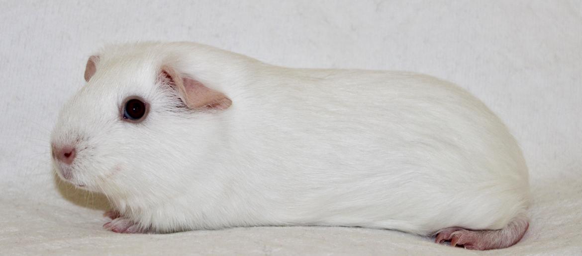 Marsvin Ina billede 3