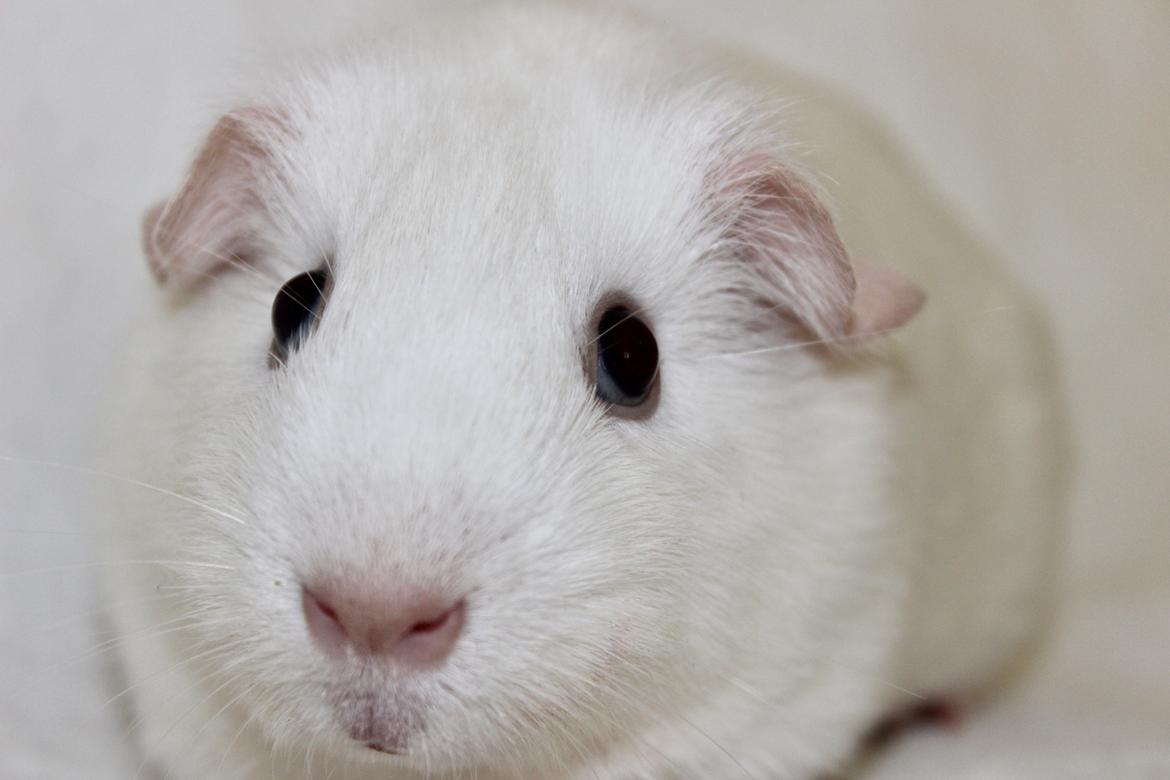 Marsvin Ina - Nyskerrig ;) billede 4