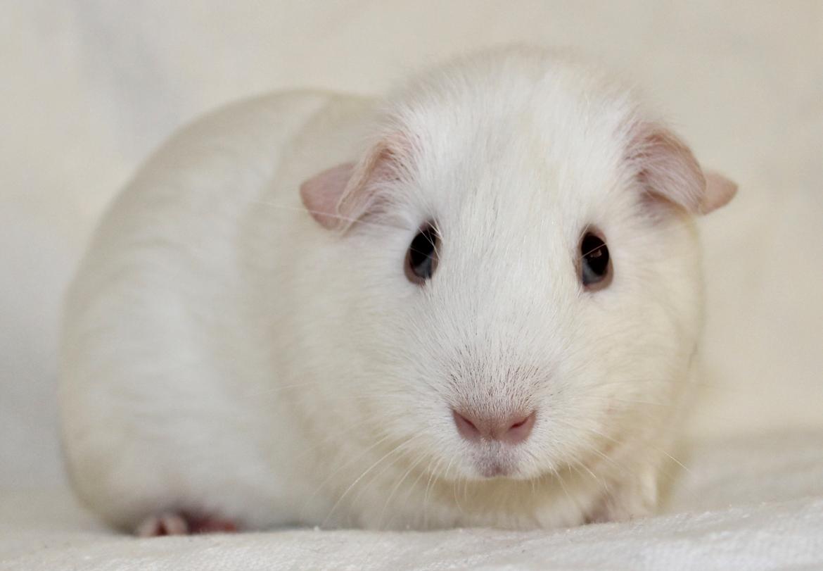 Marsvin Ina billede 5