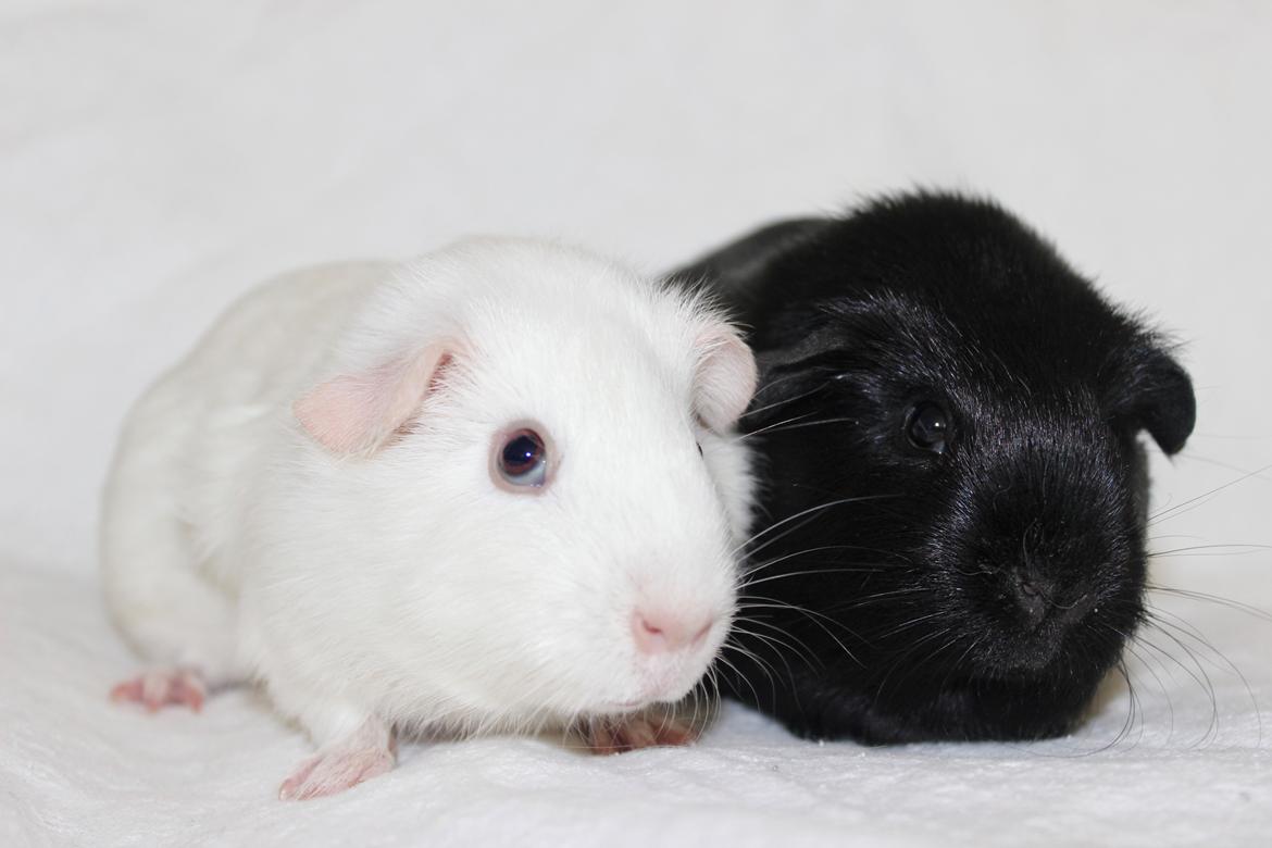 Marsvin Ina - Ina og hendes veninde, Ella<3 billede 6