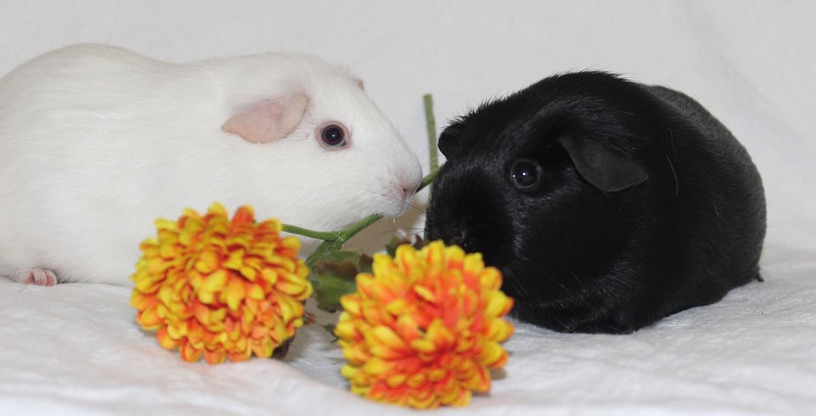 Marsvin Ina billede 7