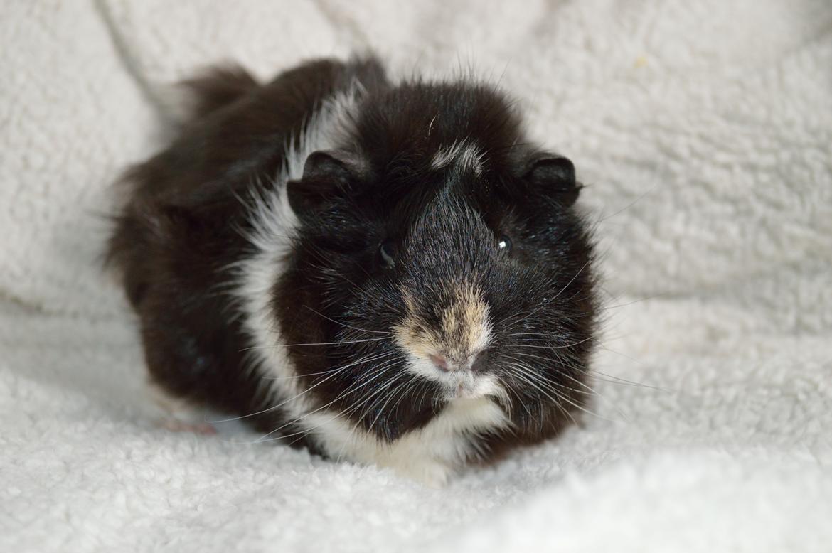 Marsvin Theodor  billede 10