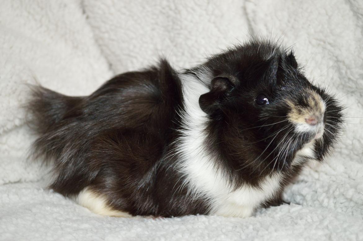 Marsvin Theodor  billede 12