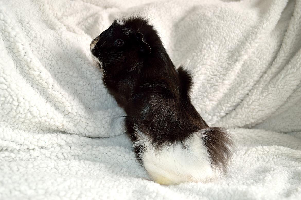 Marsvin Theodor  billede 13