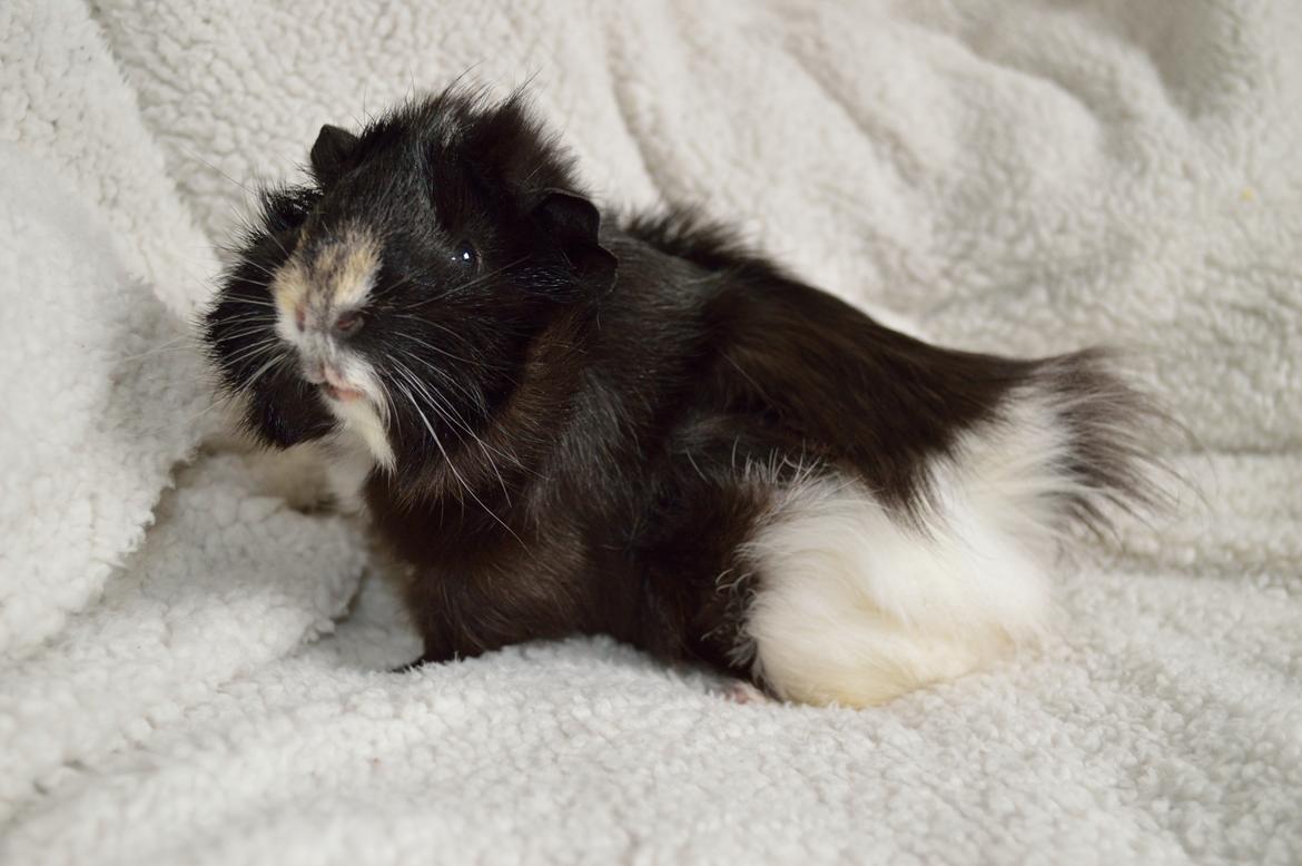 Marsvin Theodor  billede 11