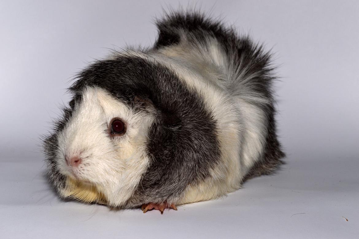 Marsvin Mew billede 19