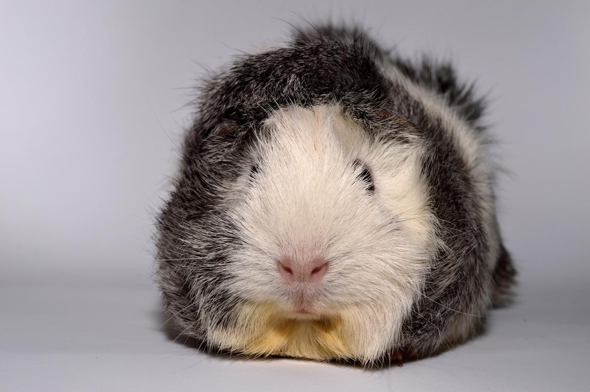 Marsvin Mew billede 20