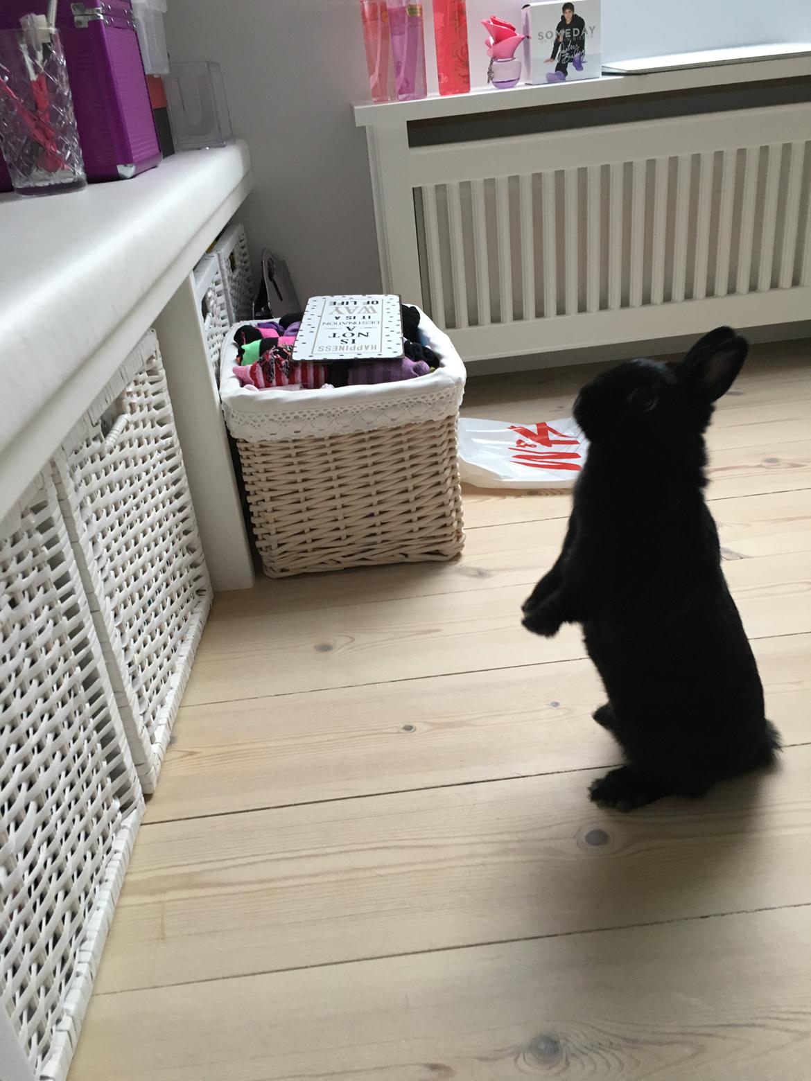 Kanin Tulle billede 1