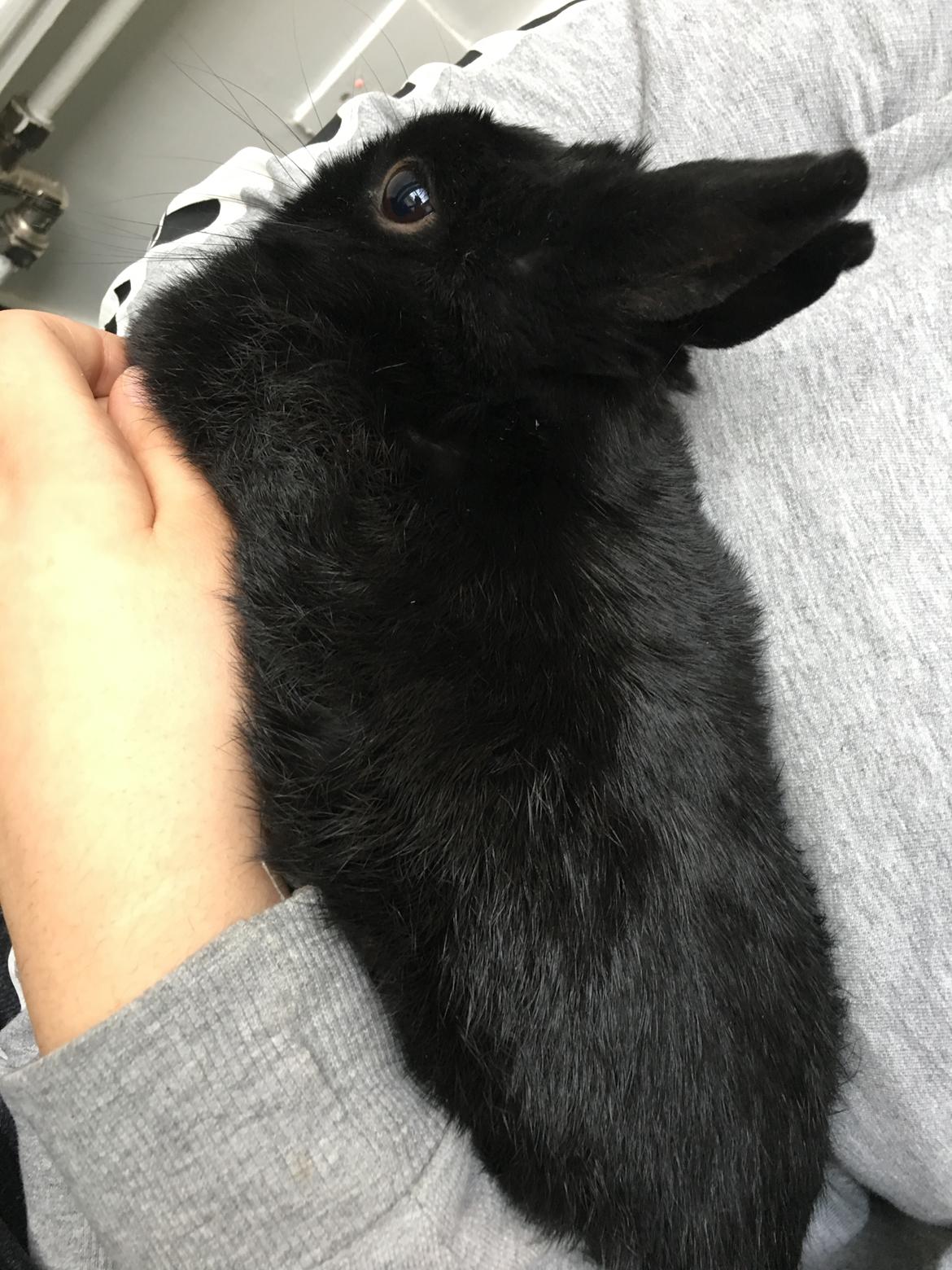 Kanin Tulle billede 2