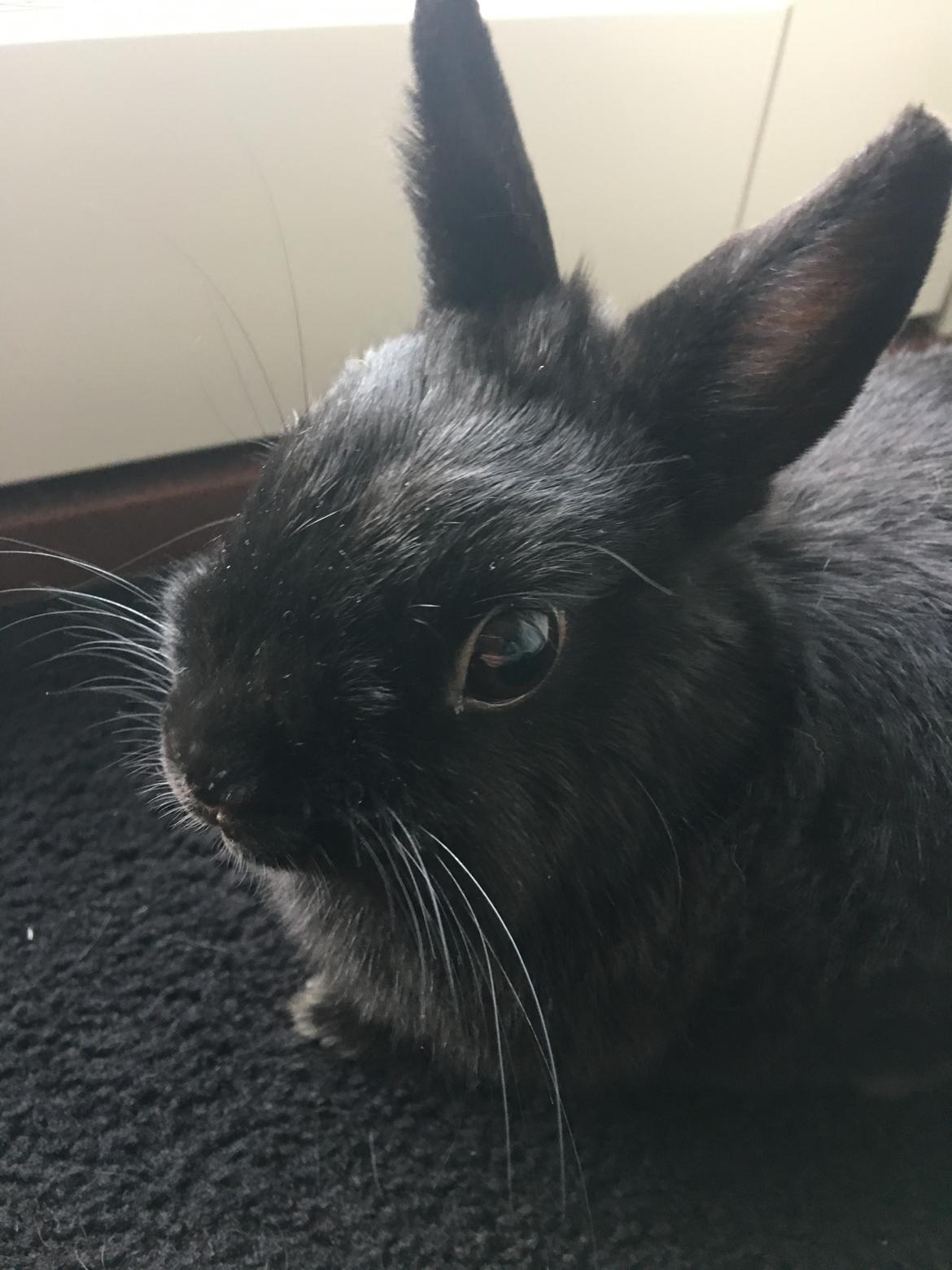 Kanin Tulle billede 3