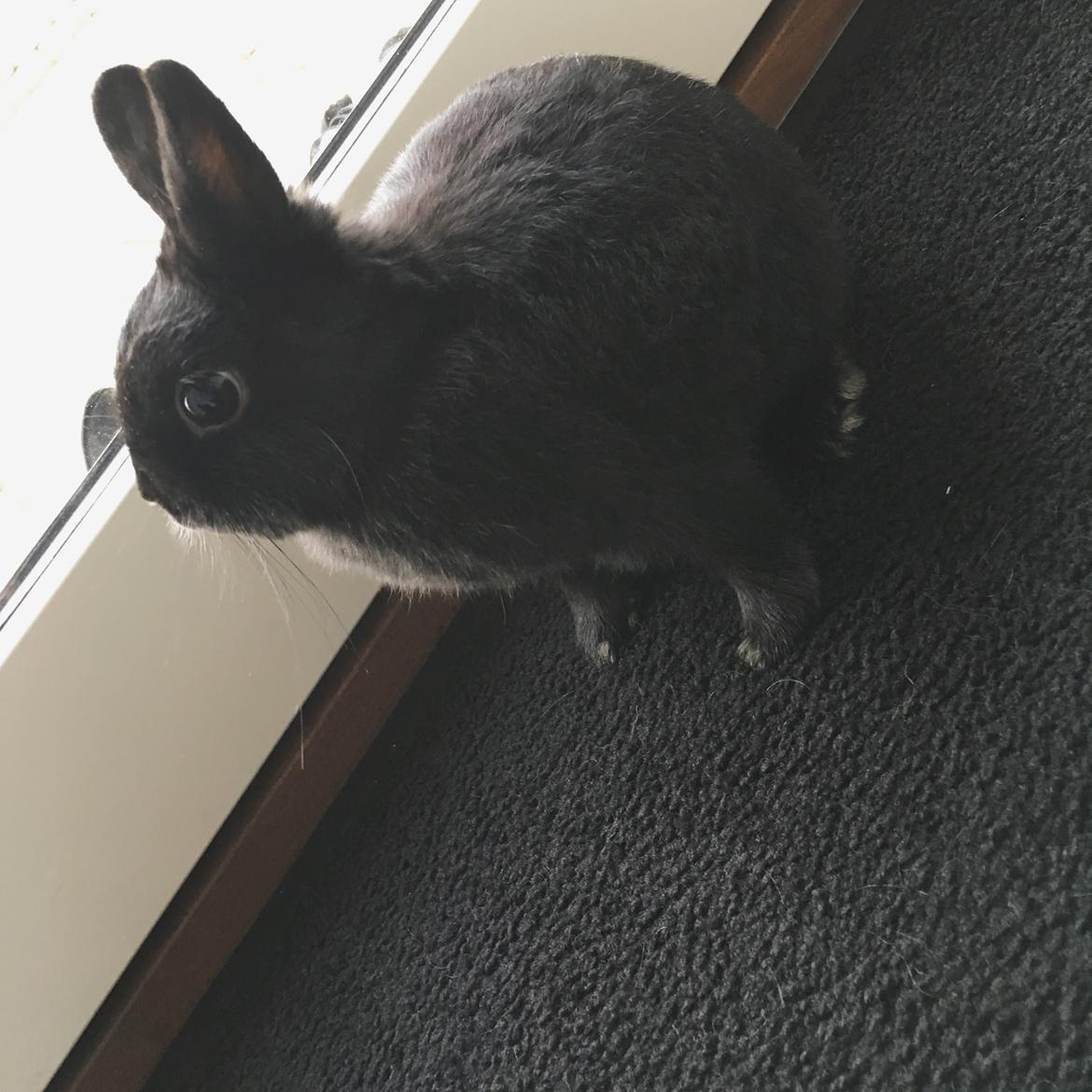 Kanin Tulle billede 5