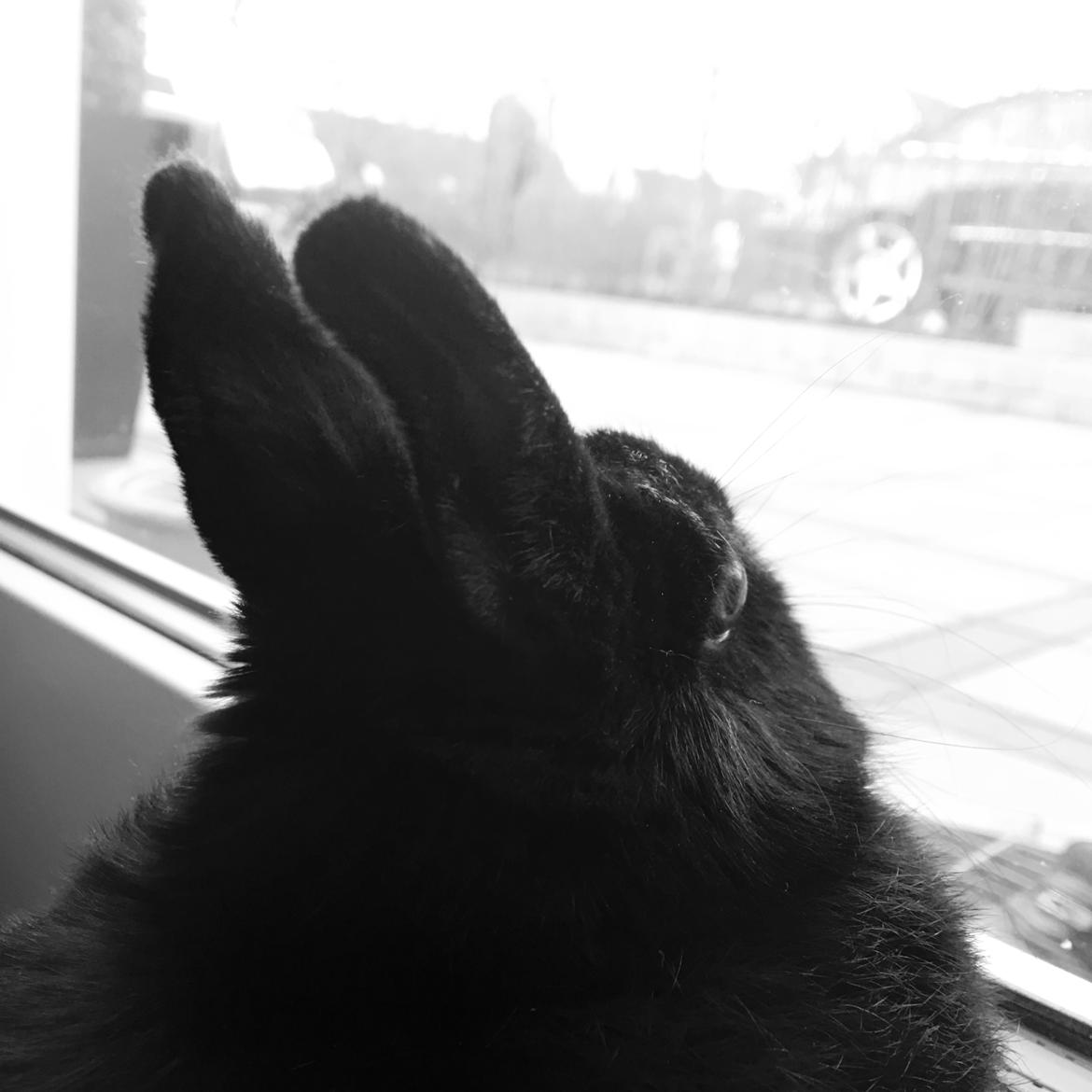 Kanin Tulle billede 4