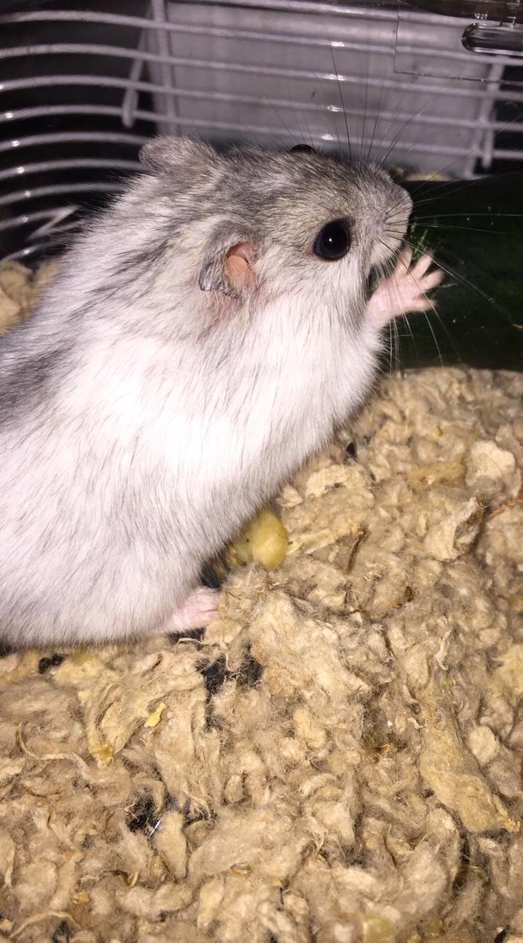 Dværghamster Budde RIP billede 9