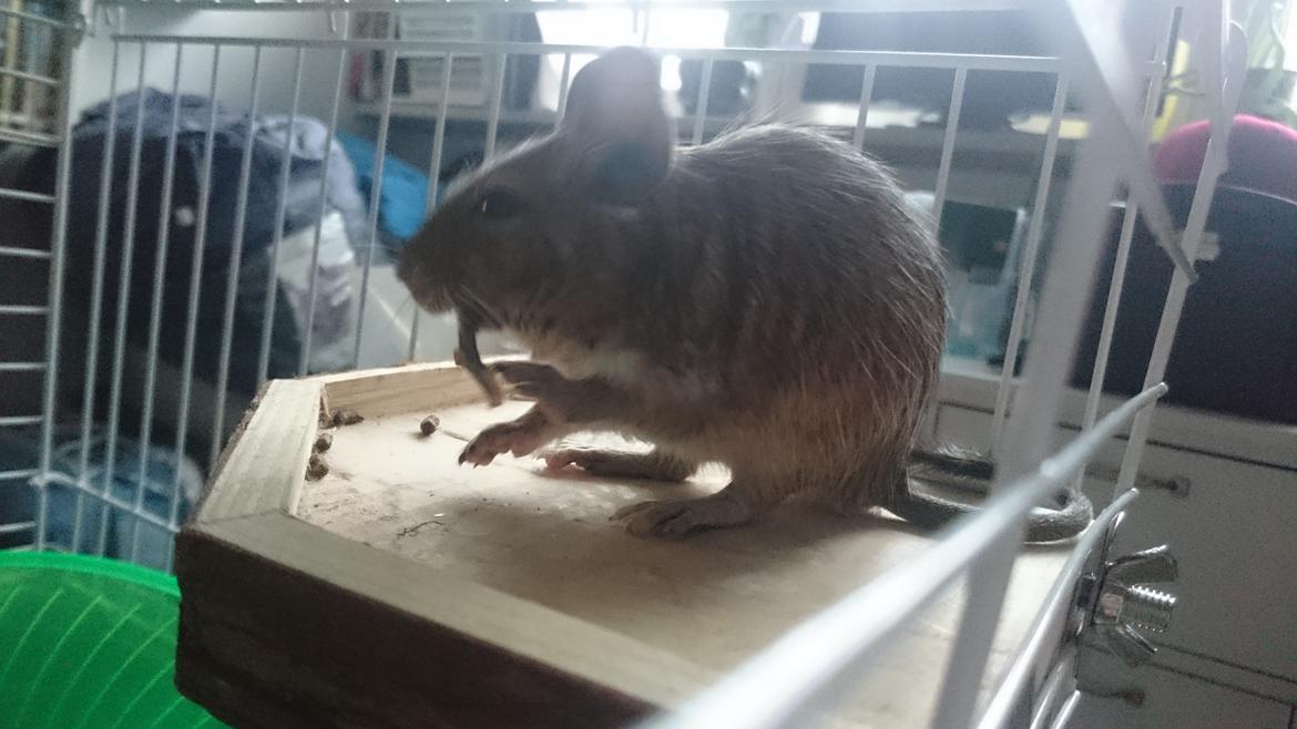 Degu Spyke  (himmel degu) billede 1