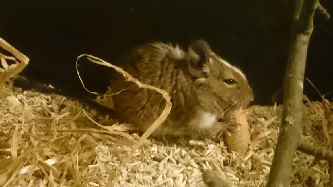 Degu Spyke  (himmel degu) billede 2