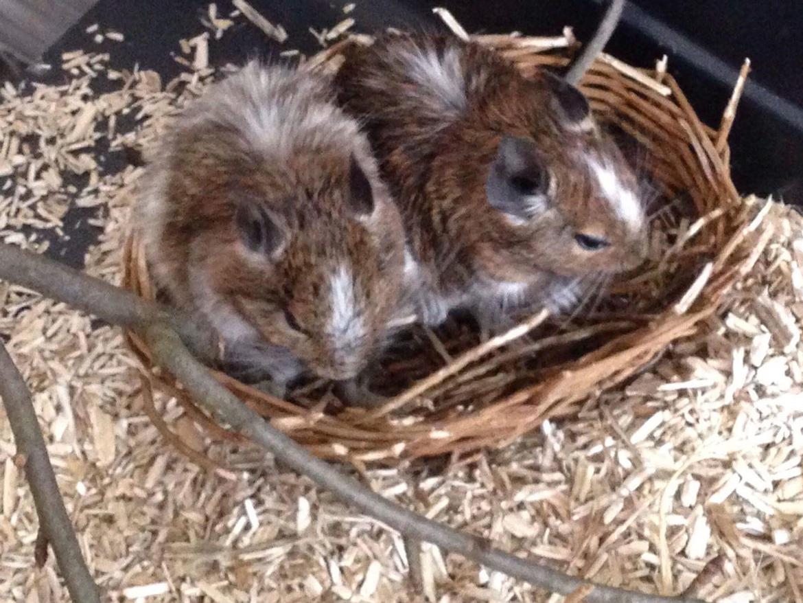 Degu Spyke  (himmel degu) billede 3