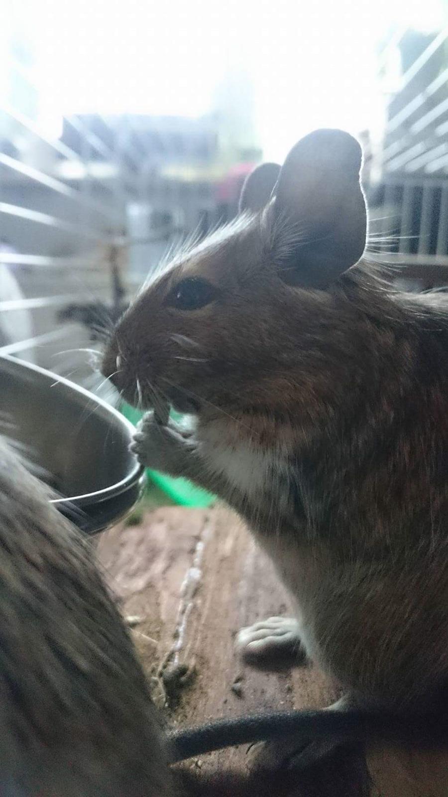 Degu Spyke  (himmel degu) billede 4