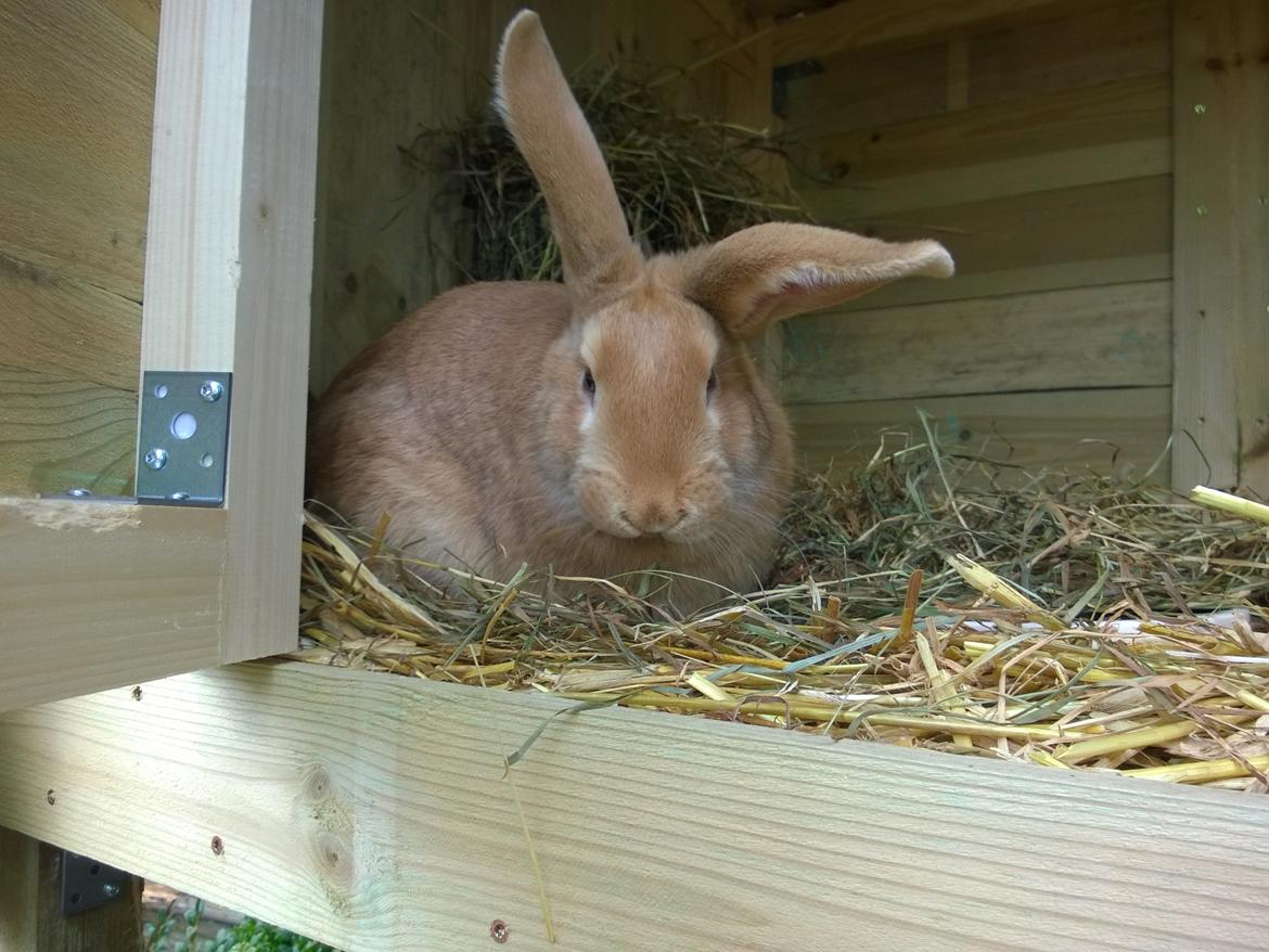 Kanin Sif - Fransk Vædder bl billede 1