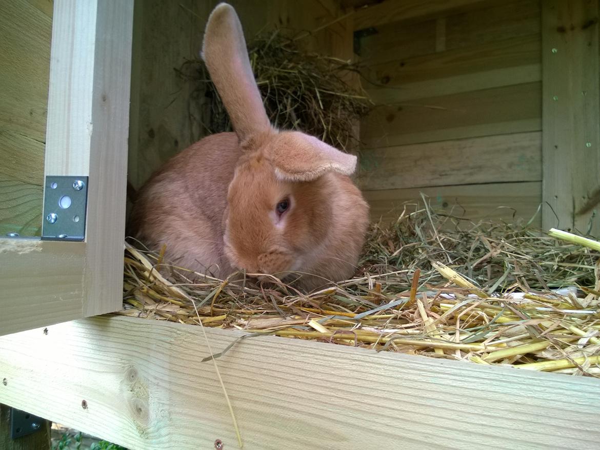 Kanin Sif - Fransk Vædder bl billede 2