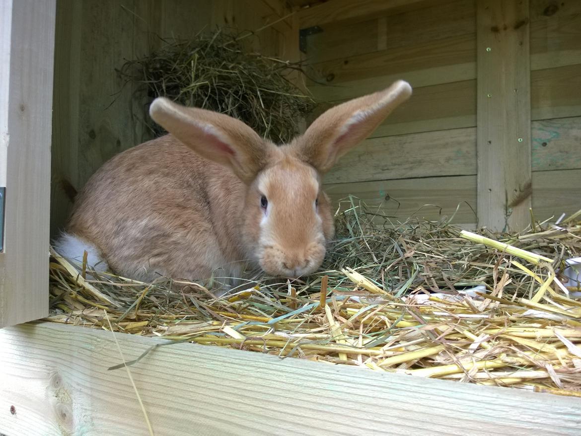 Kanin Sif - Fransk Vædder bl billede 4