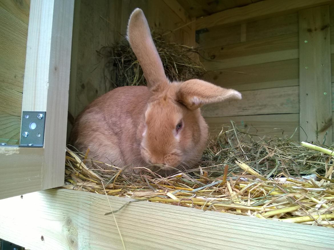 Kanin Sif - Fransk Vædder bl billede 3