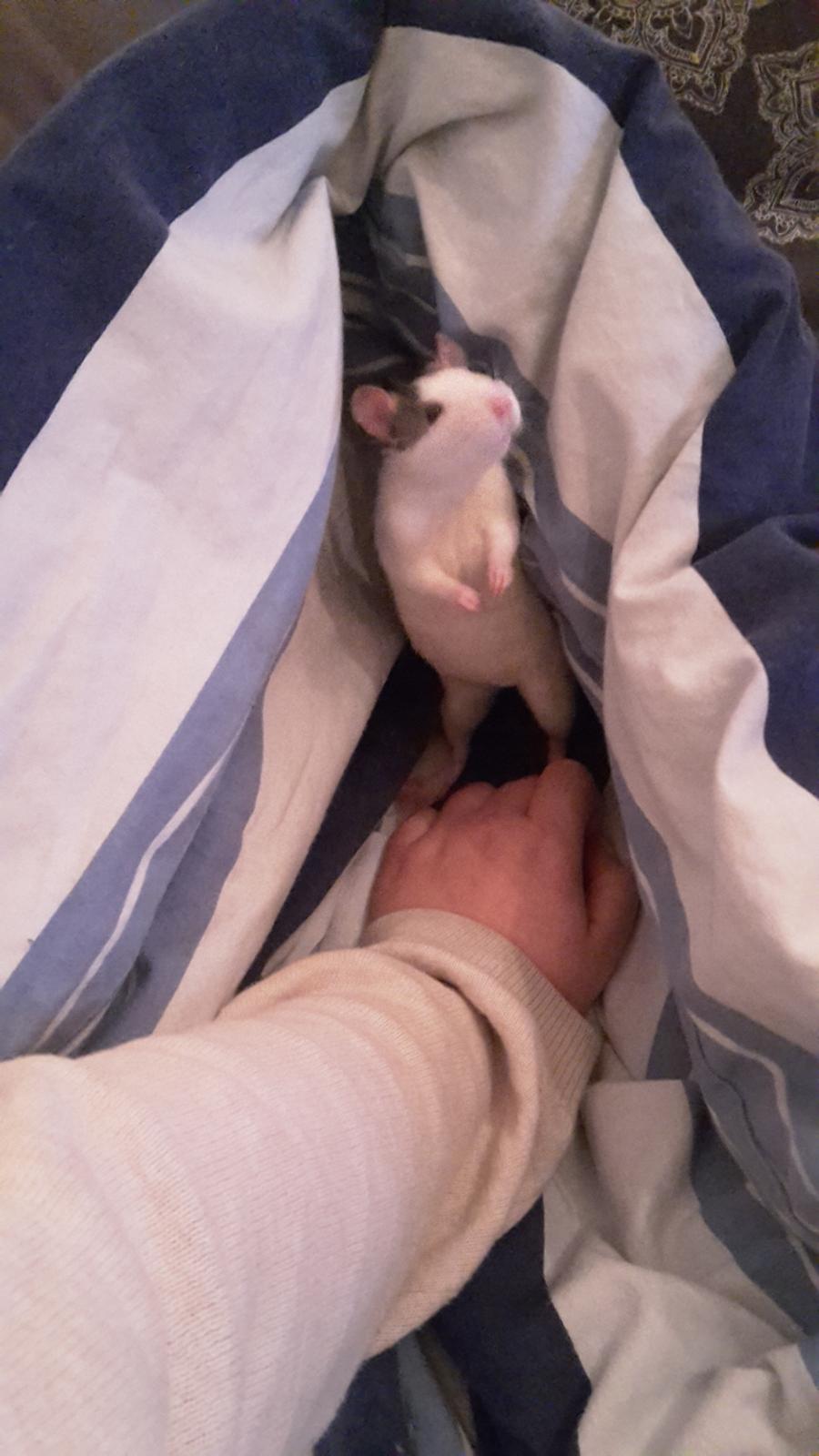 Tamrotte Puk -RIP billede 12