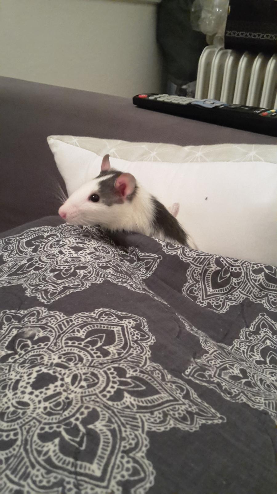 Tamrotte Puk -RIP billede 13