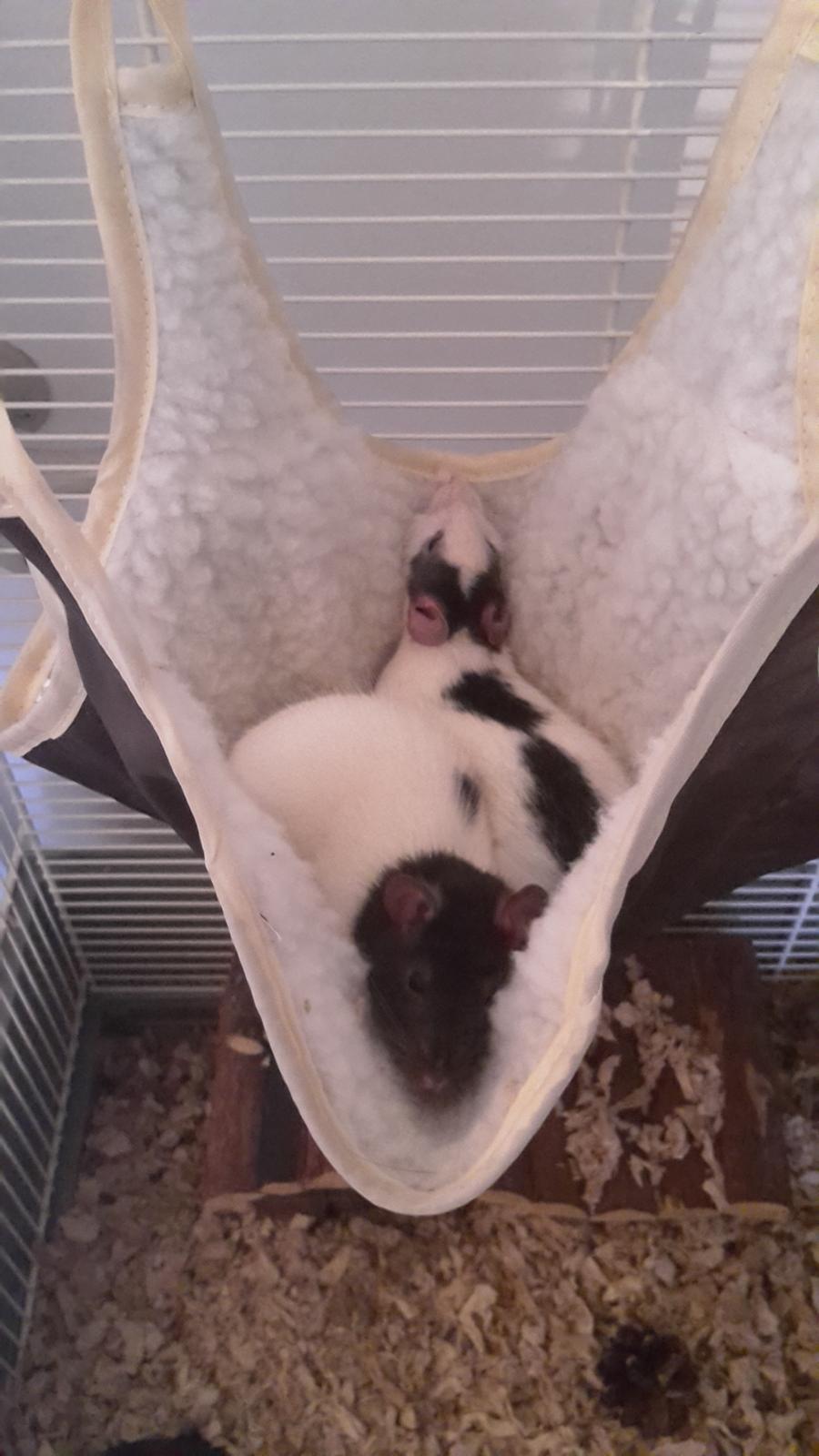 Tamrotte Puk -RIP - Puk og Tulle hygger :) billede 14