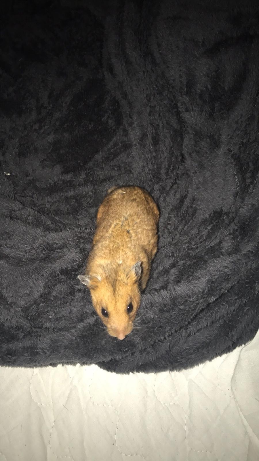 Hamster Oluf Daim billede 7